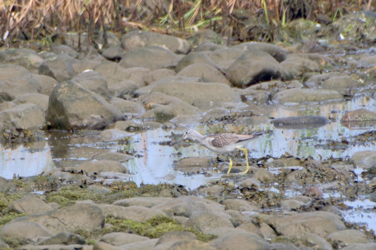 Үхэр хөгчүү - ML531208101