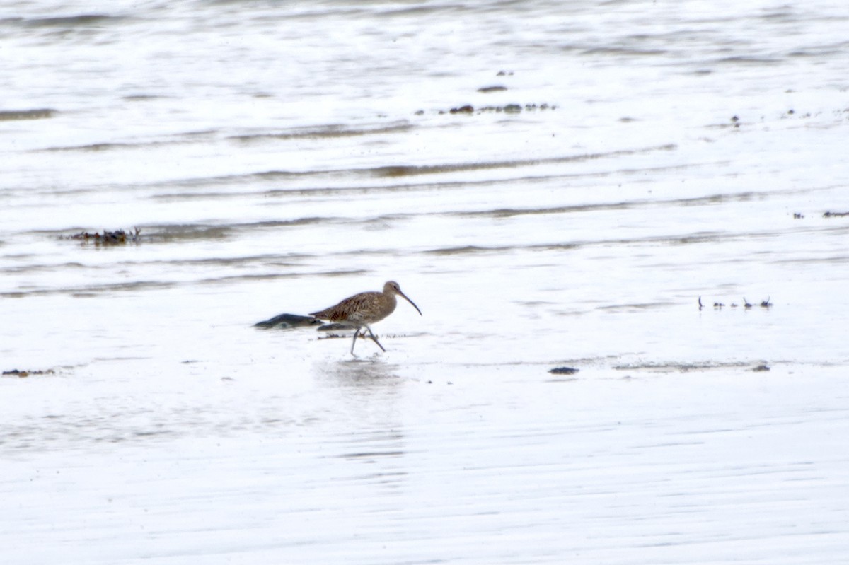 Морин тутгалжин - ML531208201