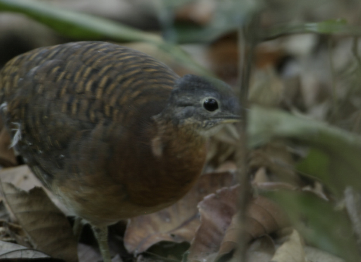 Bartlett's Tinamou - ML531208241