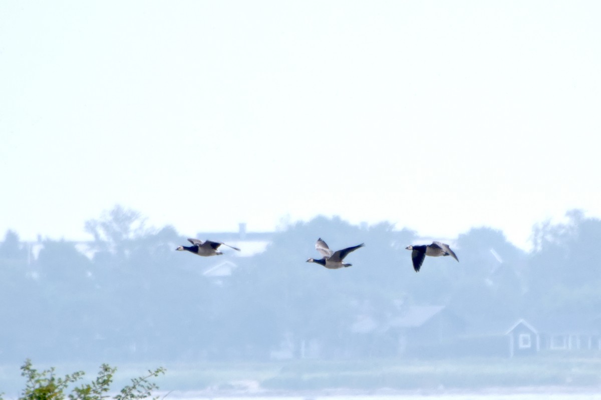 Цагаан шанаат галуу - ML531208451