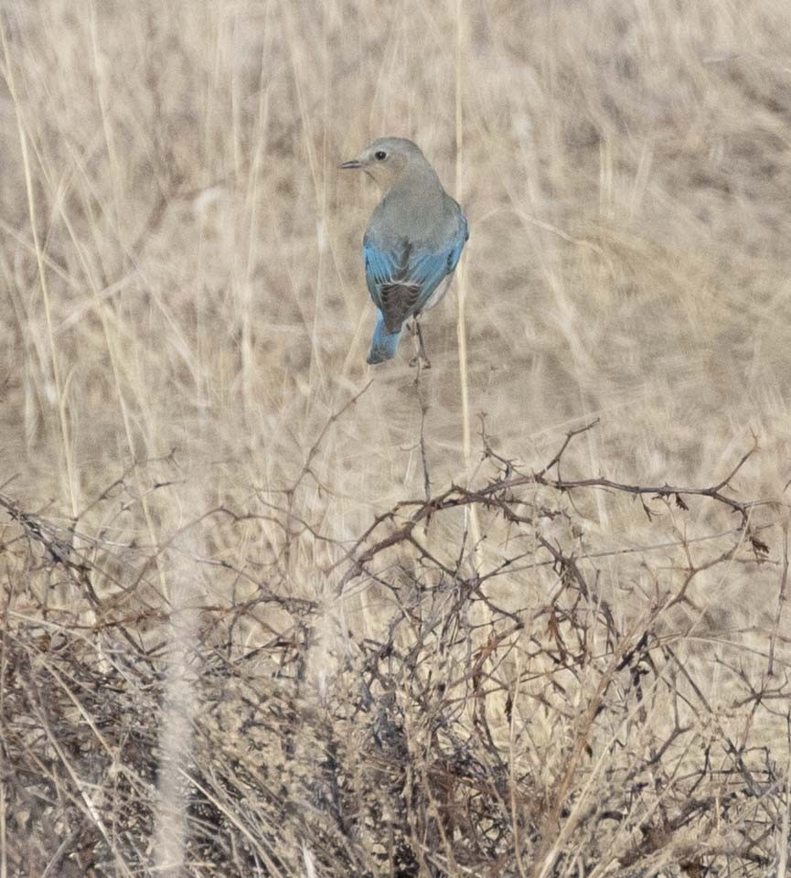 Mountain Bluebird - ML531208661