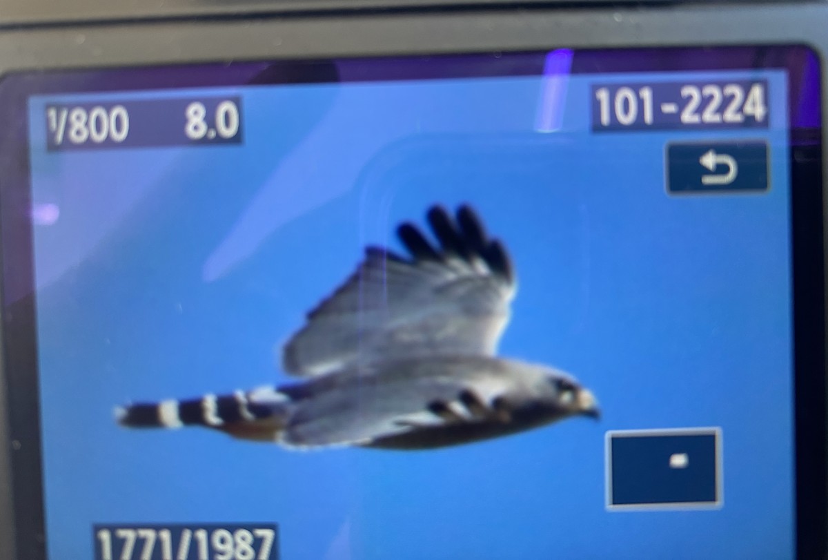 Gray Hawk - ML531211091