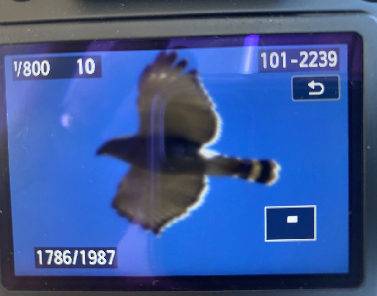 Gray Hawk - ML531211101