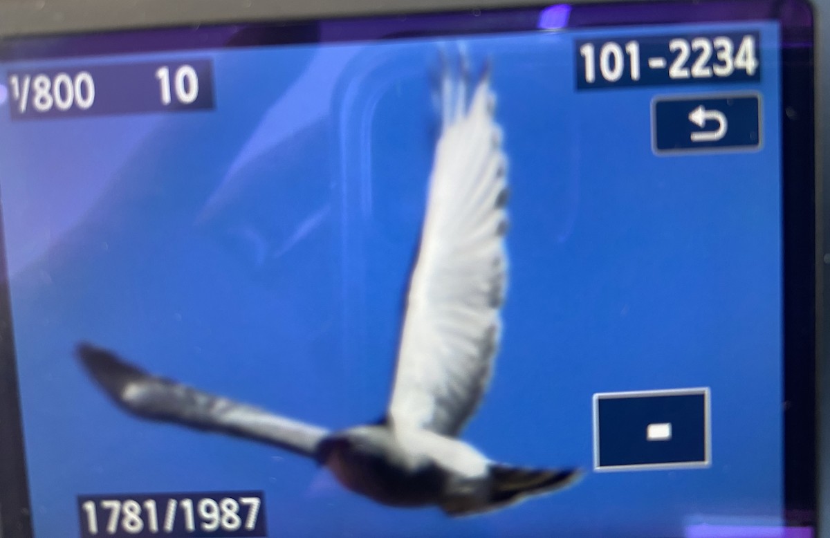 Gray Hawk - ML531211111