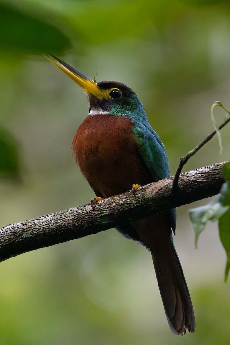 Yellow-billed Jacamar - Richard Edden