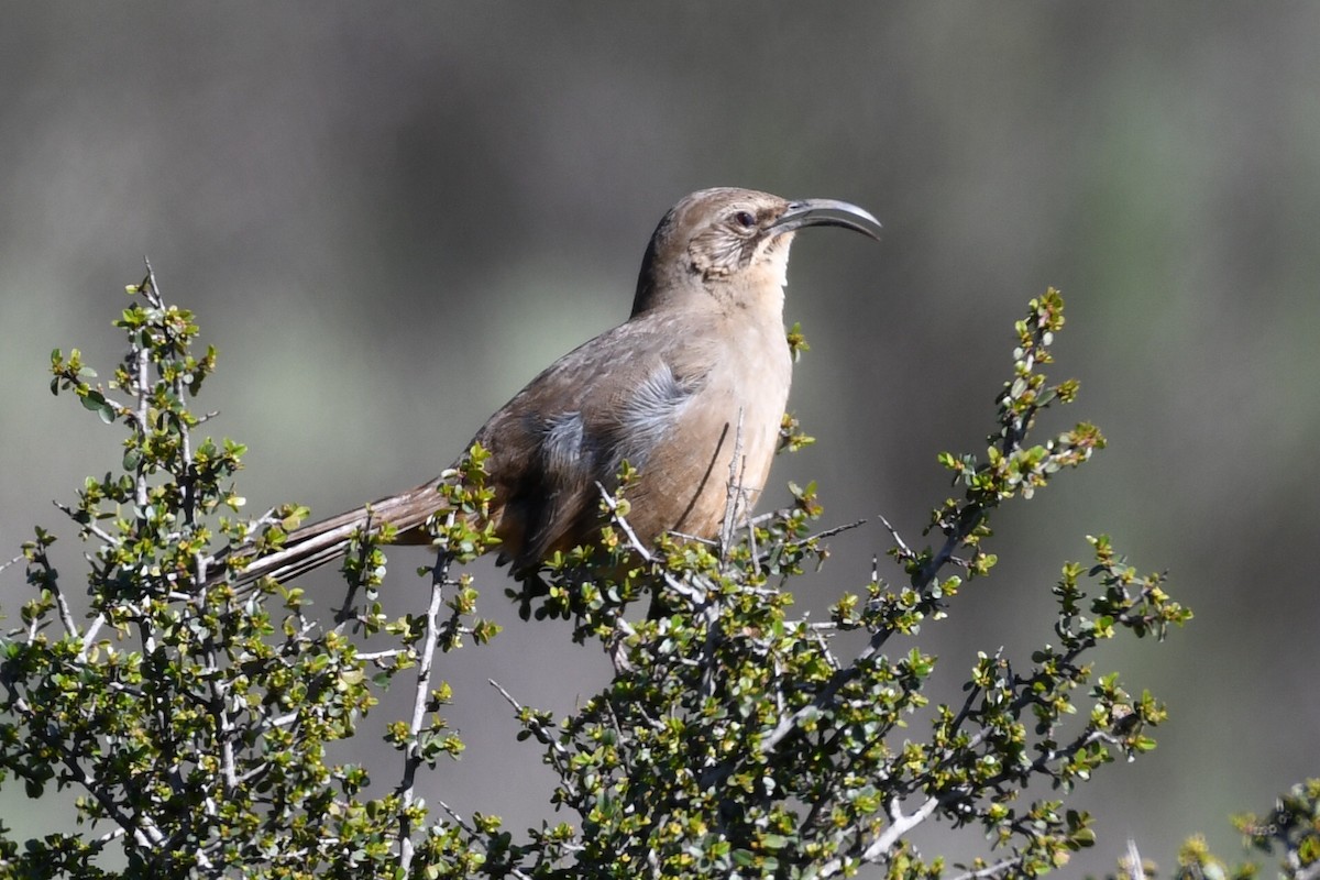 California Thrasher - ML531212101