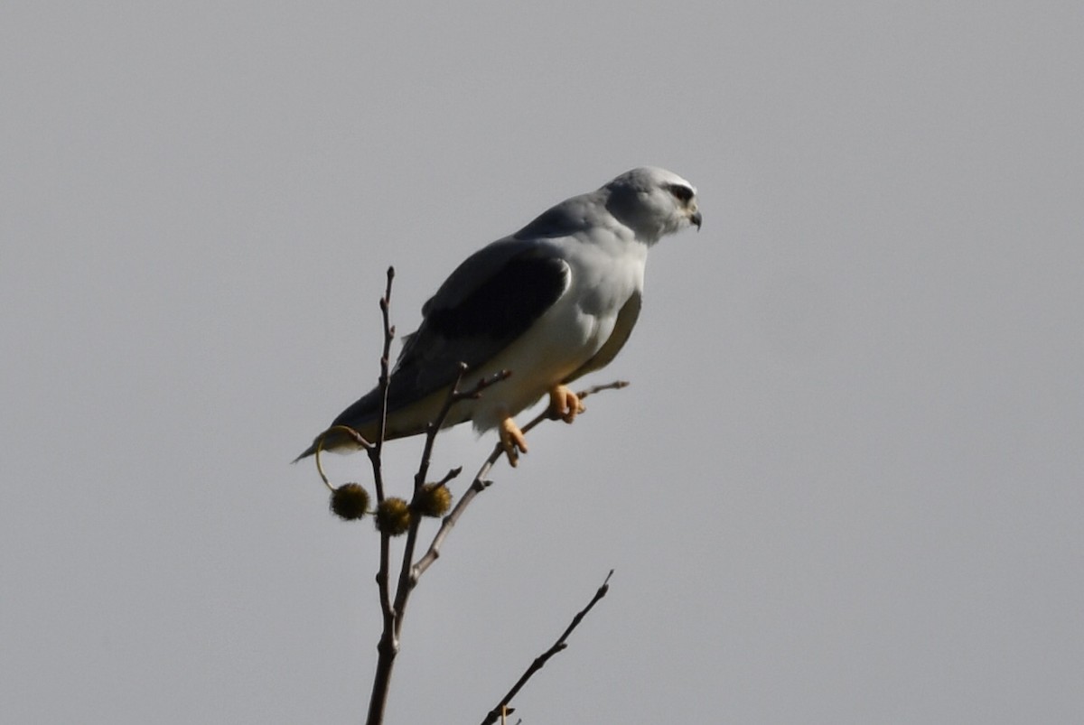 White-tailed Kite - ML531212151