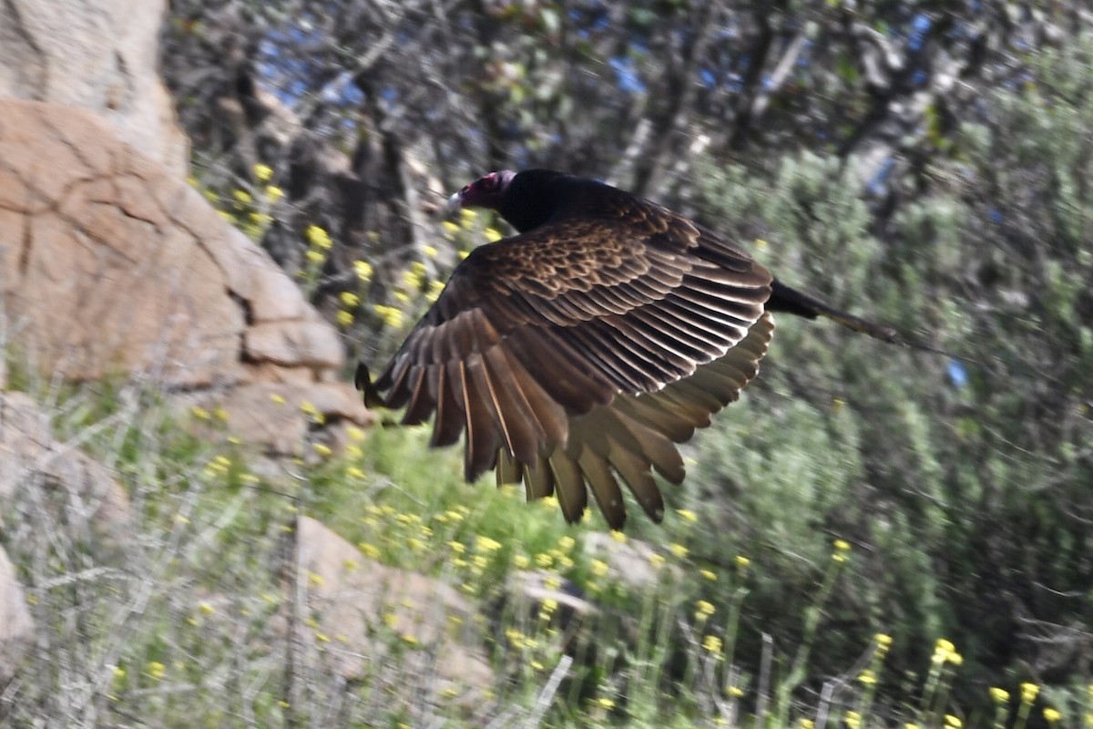 Turkey Vulture - ML531212181