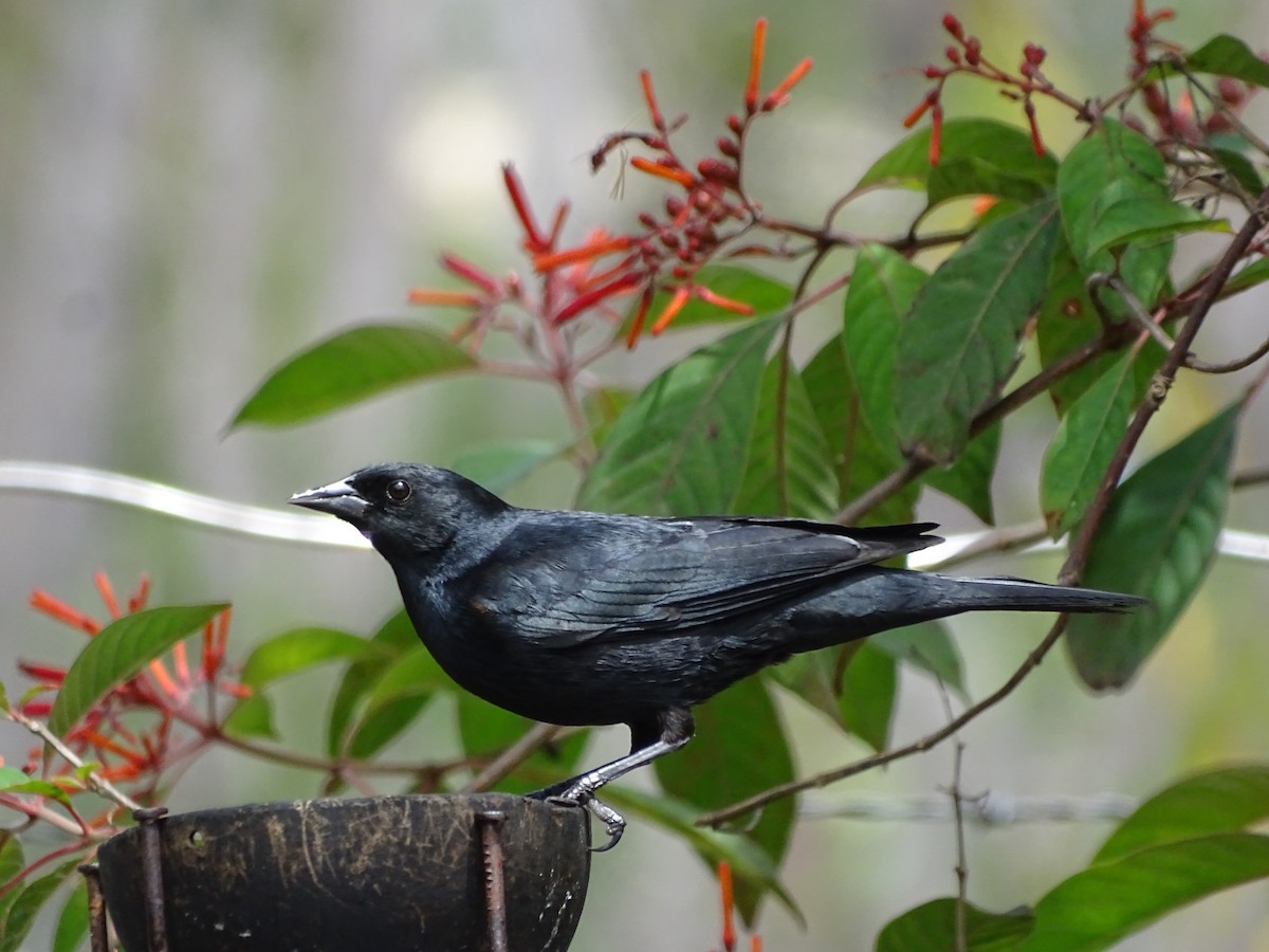 Cuban Blackbird - ML531212231