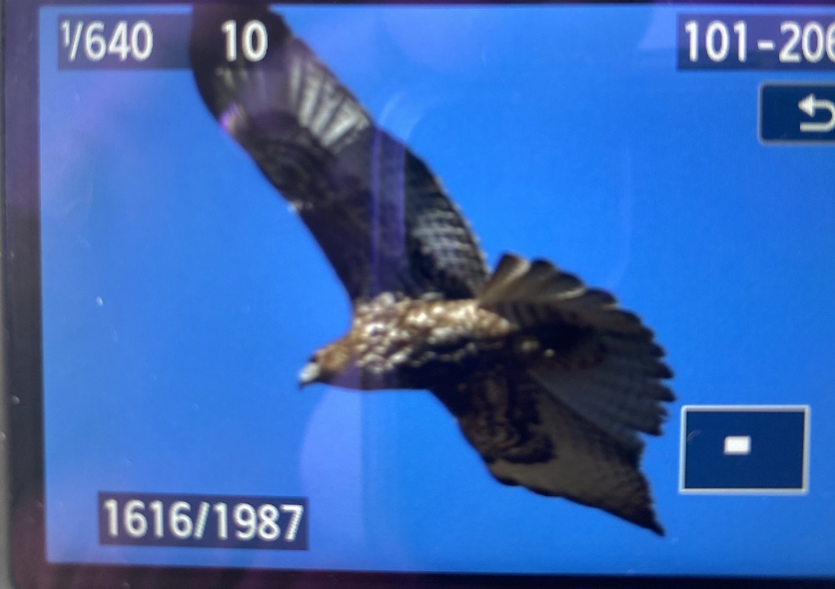 Buteo sp. - ML531212411