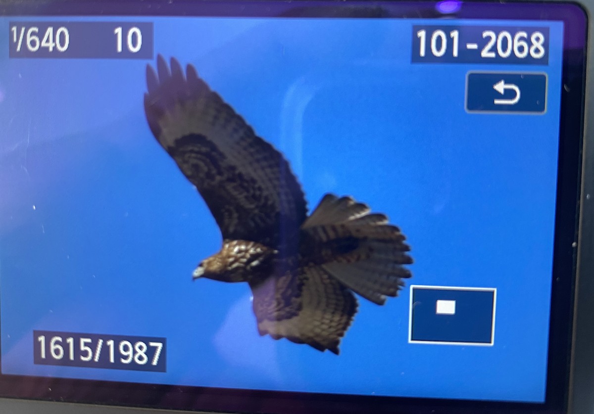 Buteo sp. - ML531212421