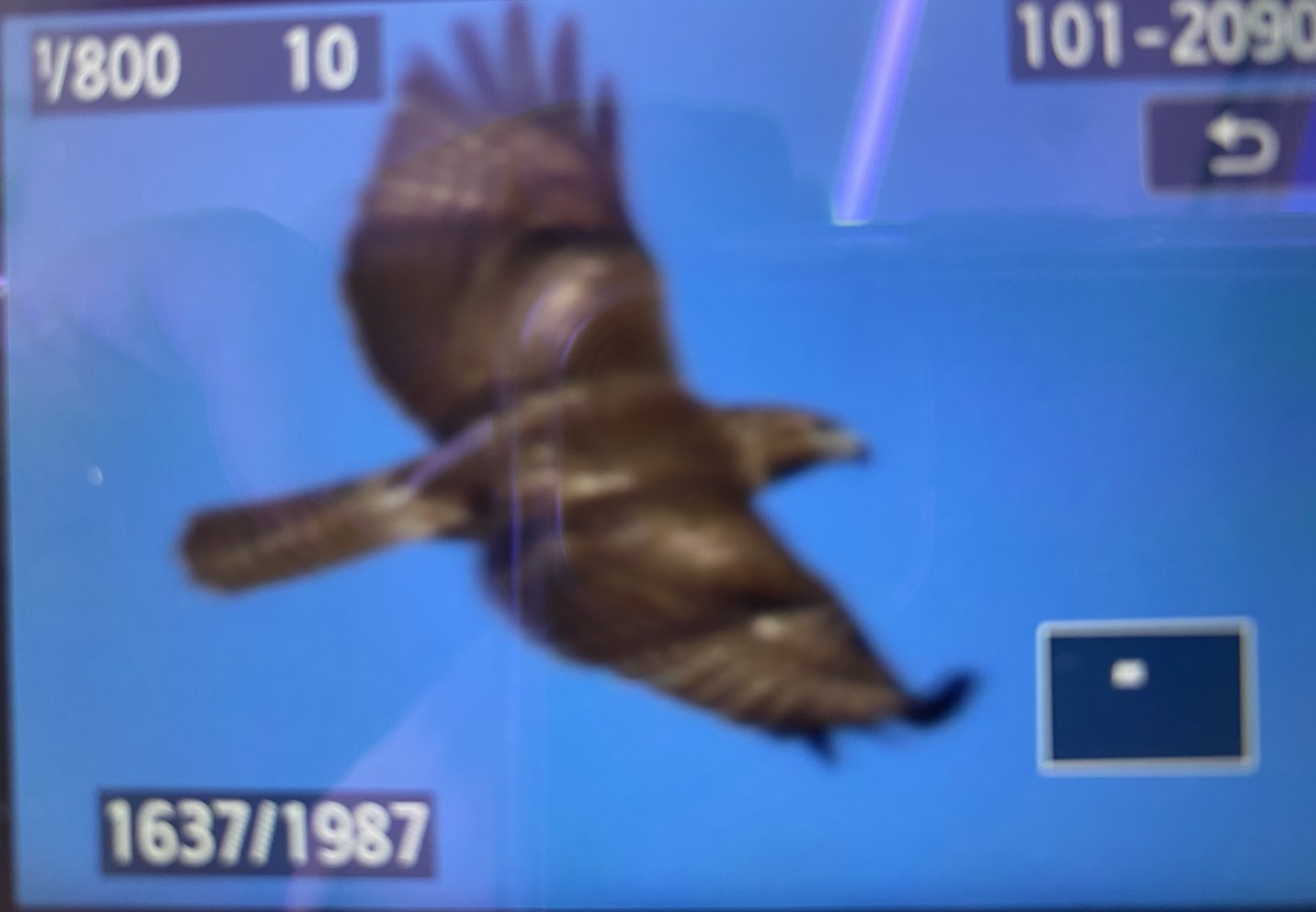 鵟屬 - ML531212431