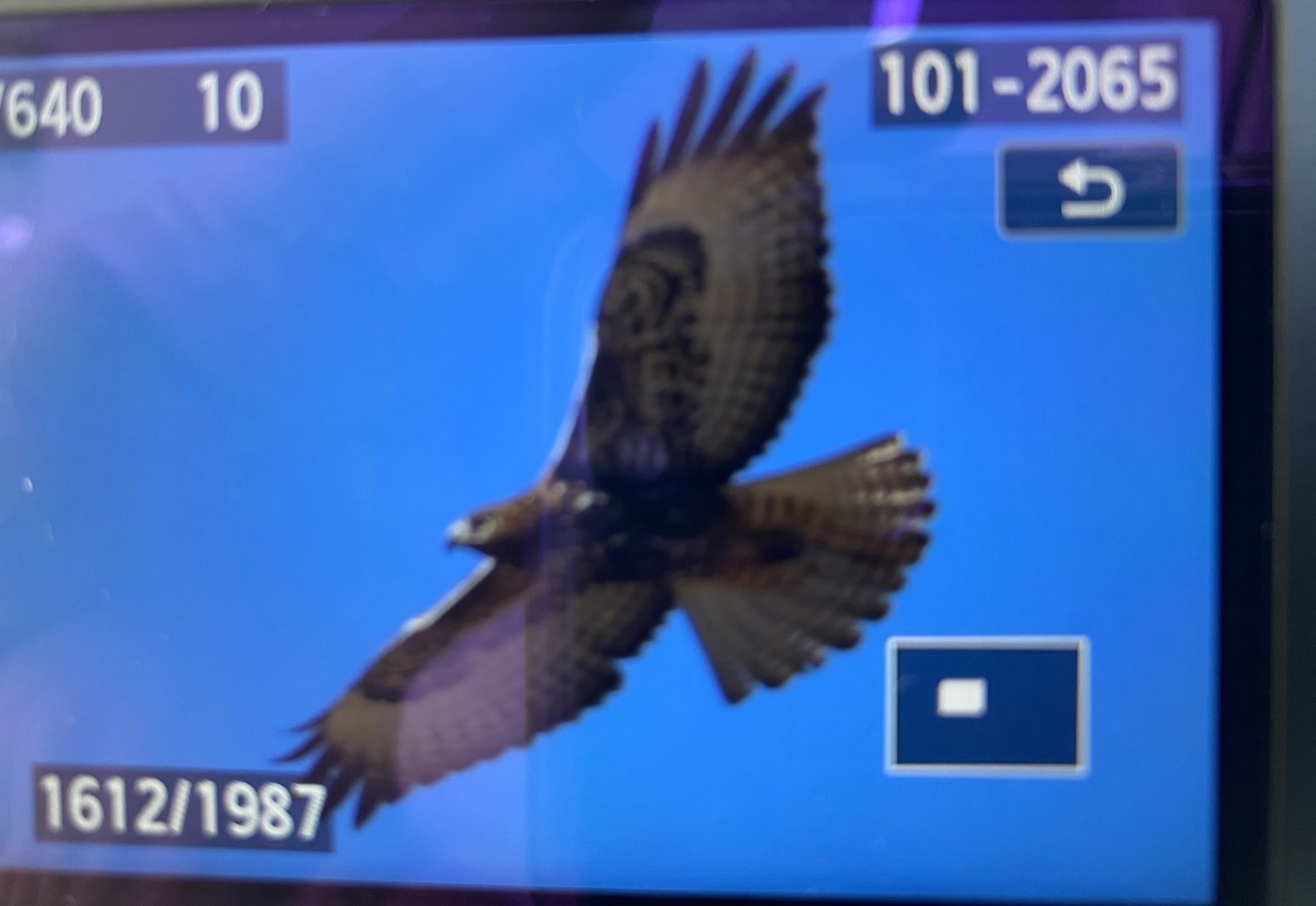 Buteo sp. - ML531212441