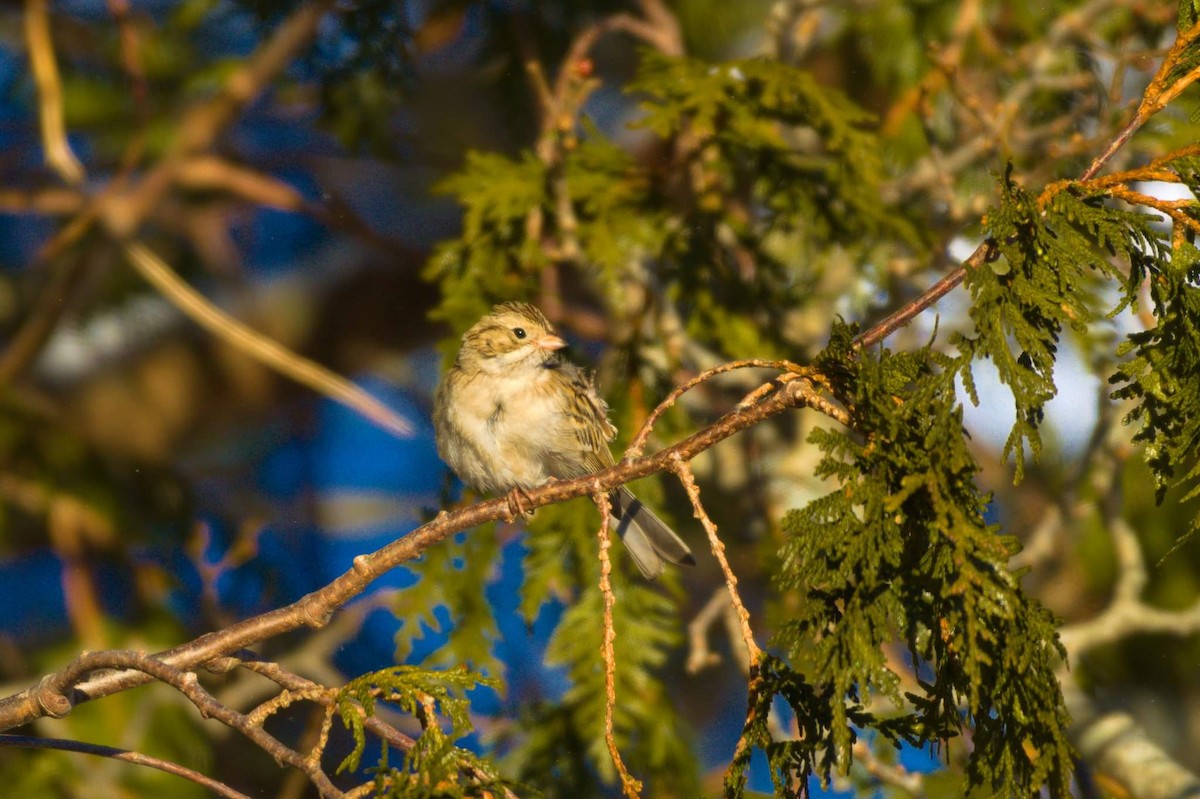 Brewer's Sparrow - Marco Vachon