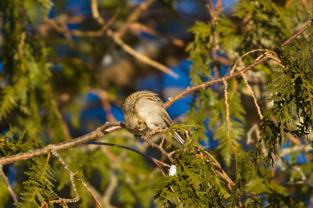 Brewer's Sparrow - Marco Vachon