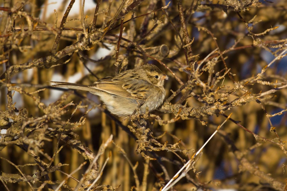 Brewer's Sparrow - ML531212801