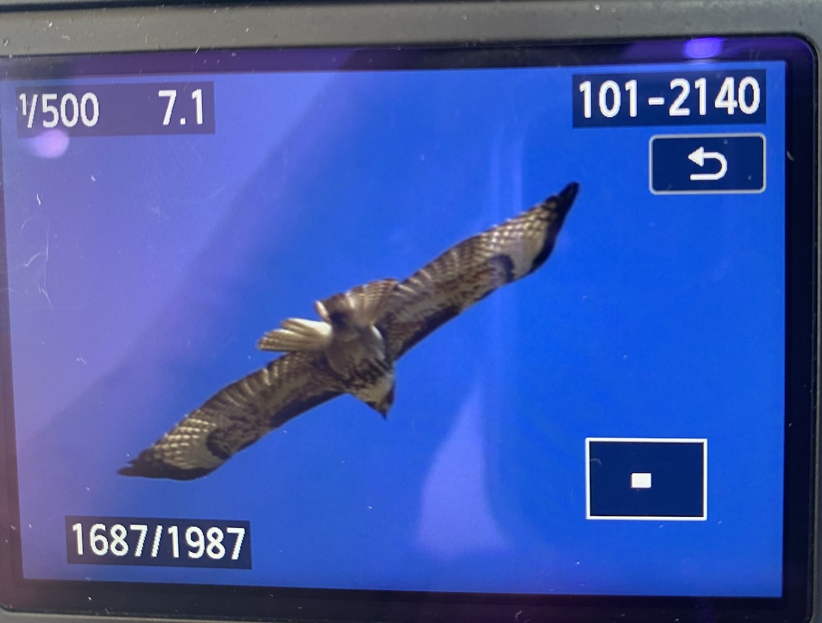 Канюк неоарктичний - ML531213391