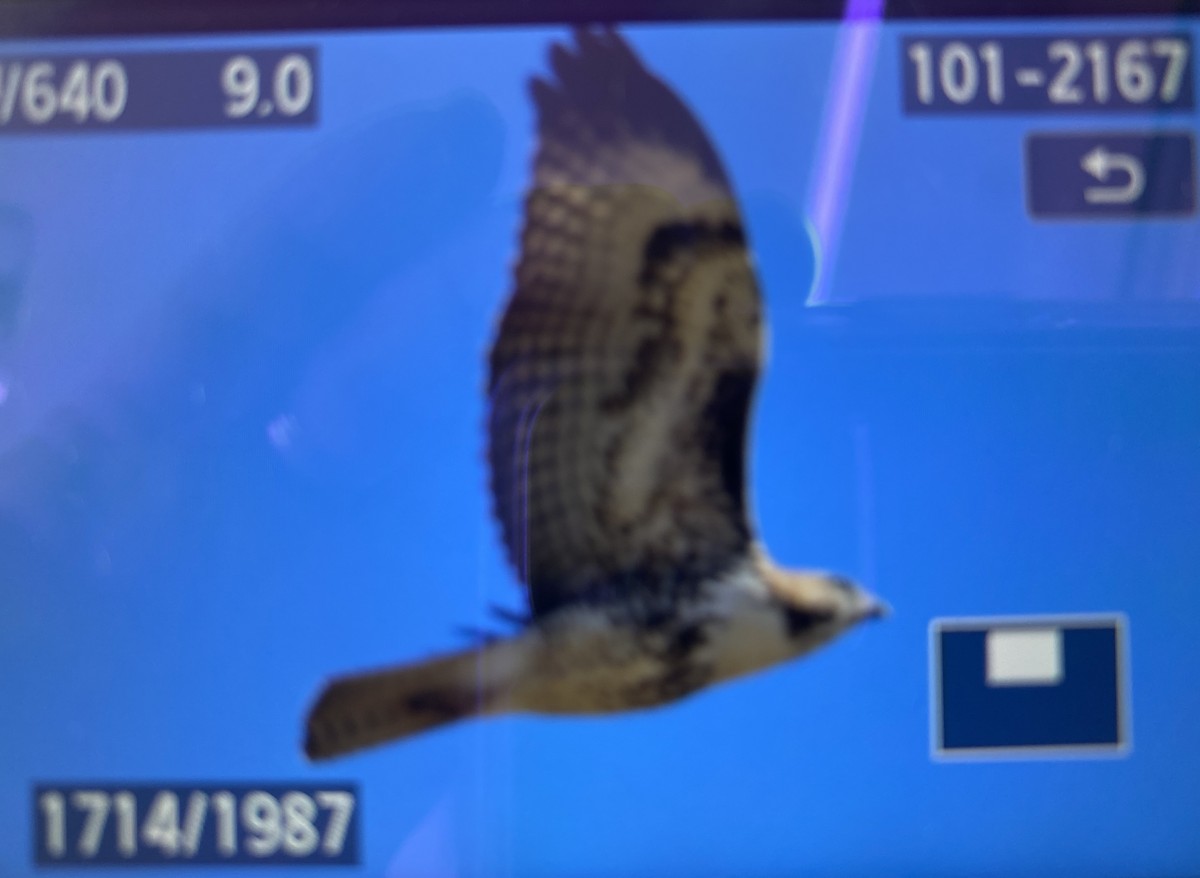 Red-tailed Hawk - ML531213401