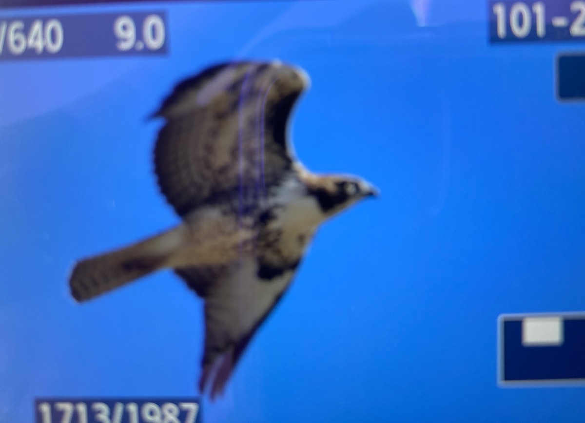 Red-tailed Hawk - ML531213411