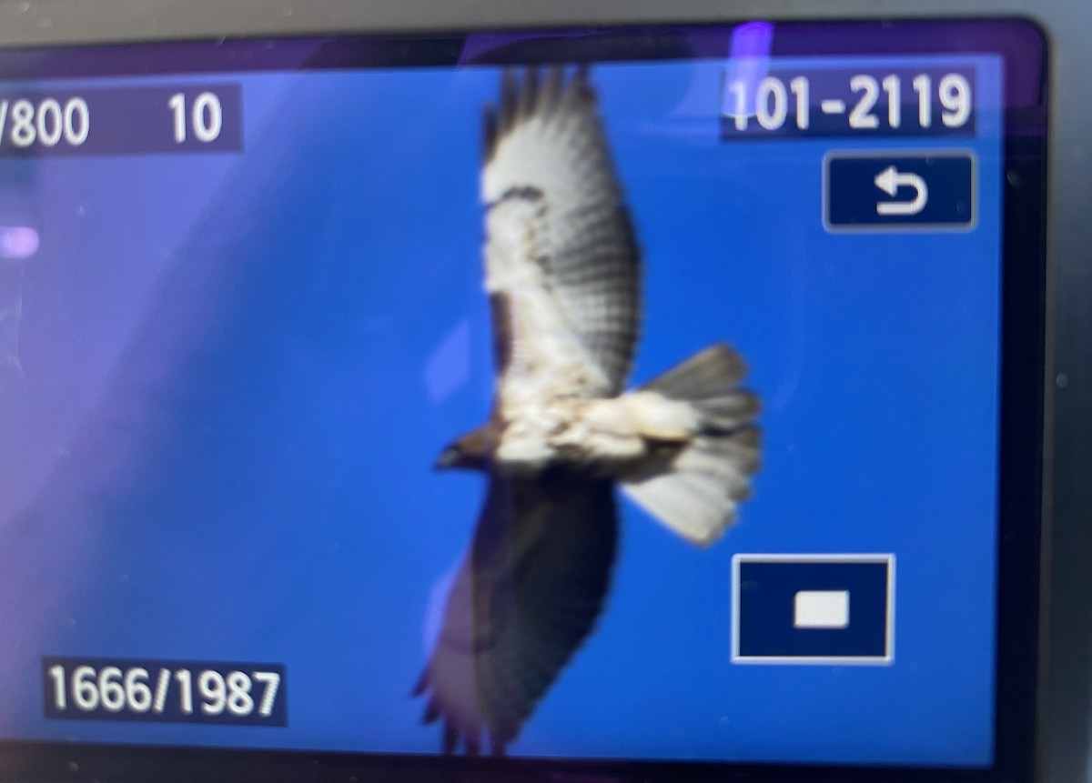 Red-tailed Hawk - ML531213421