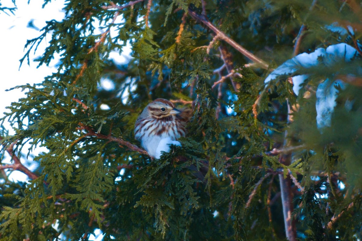 Song Sparrow - Marco Vachon