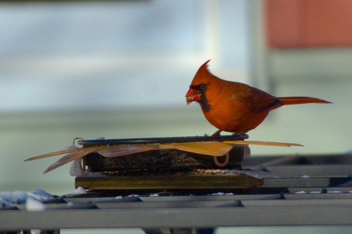 Northern Cardinal - ML531213501