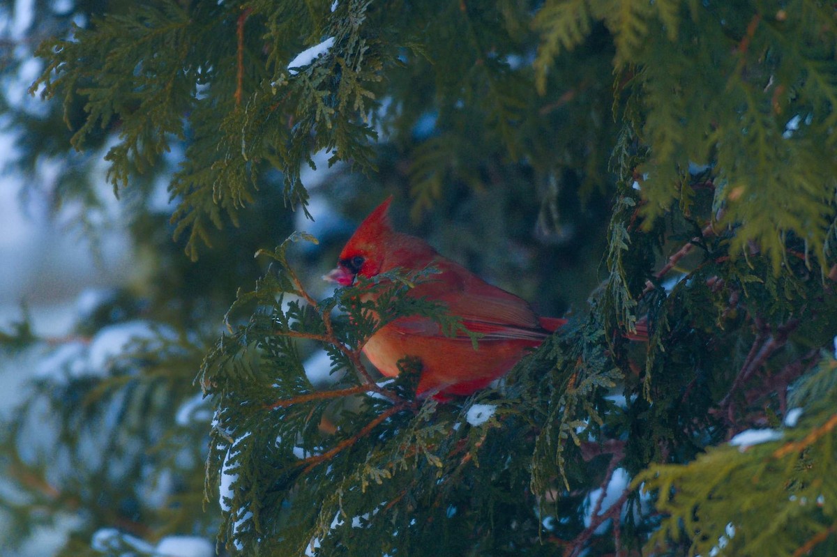 Cardinal rouge - ML531213511