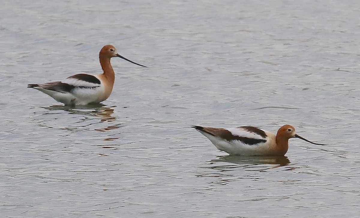 Avocette d'Amérique - ML531213591