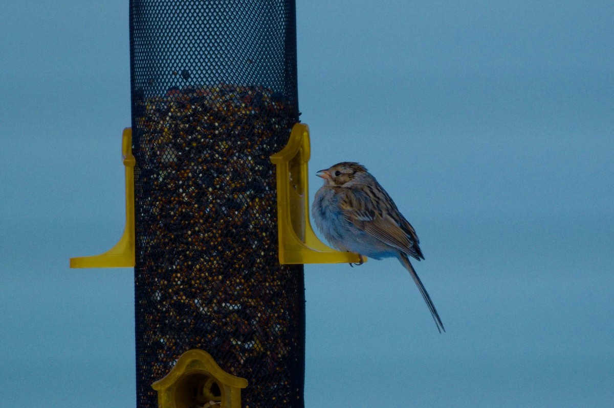 Brewer's Sparrow - ML531213841