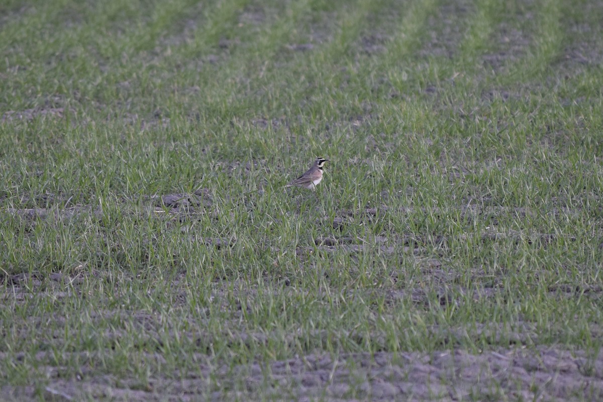 Horned Lark - ML53121461