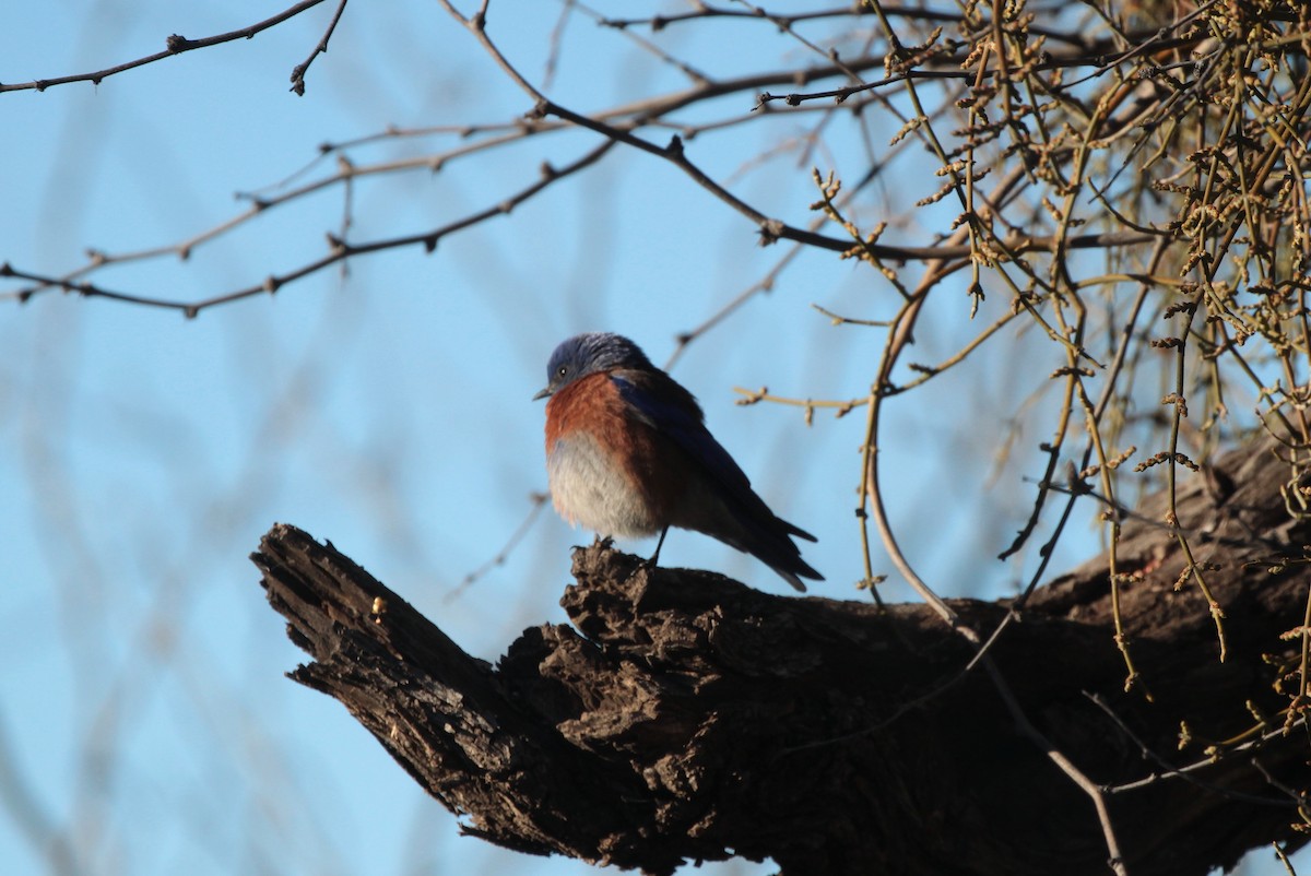 Western Bluebird - ML531214791