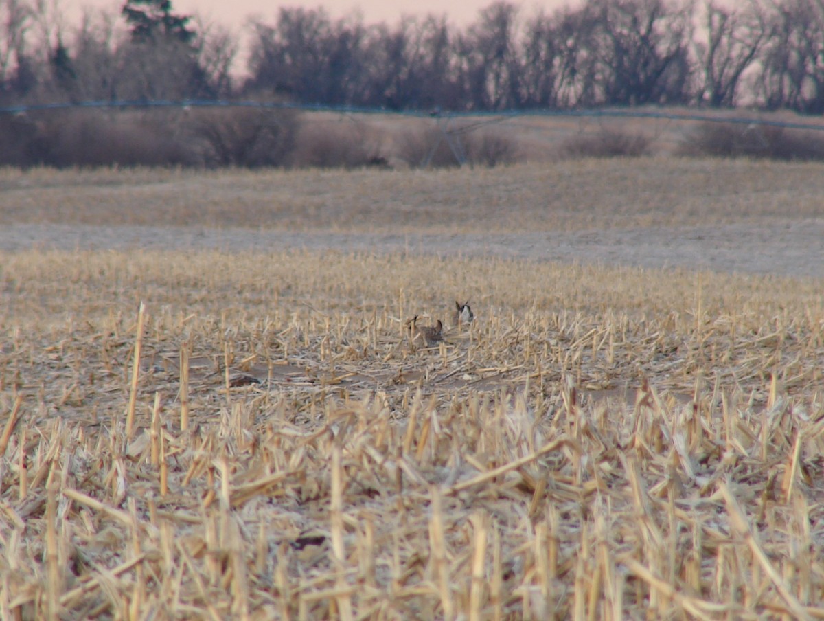 Tétras des prairies - ML531215451