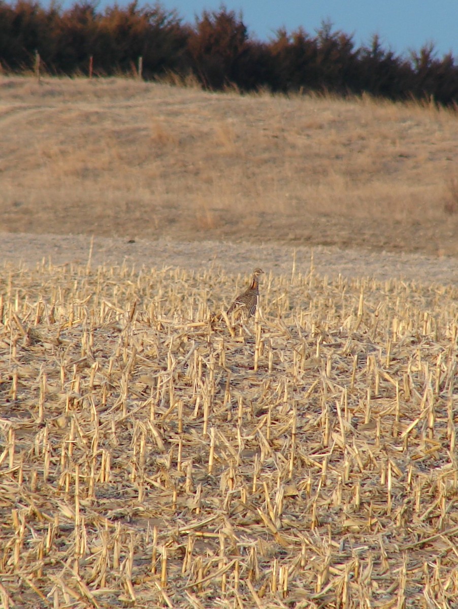 Tétras des prairies - ML531215461