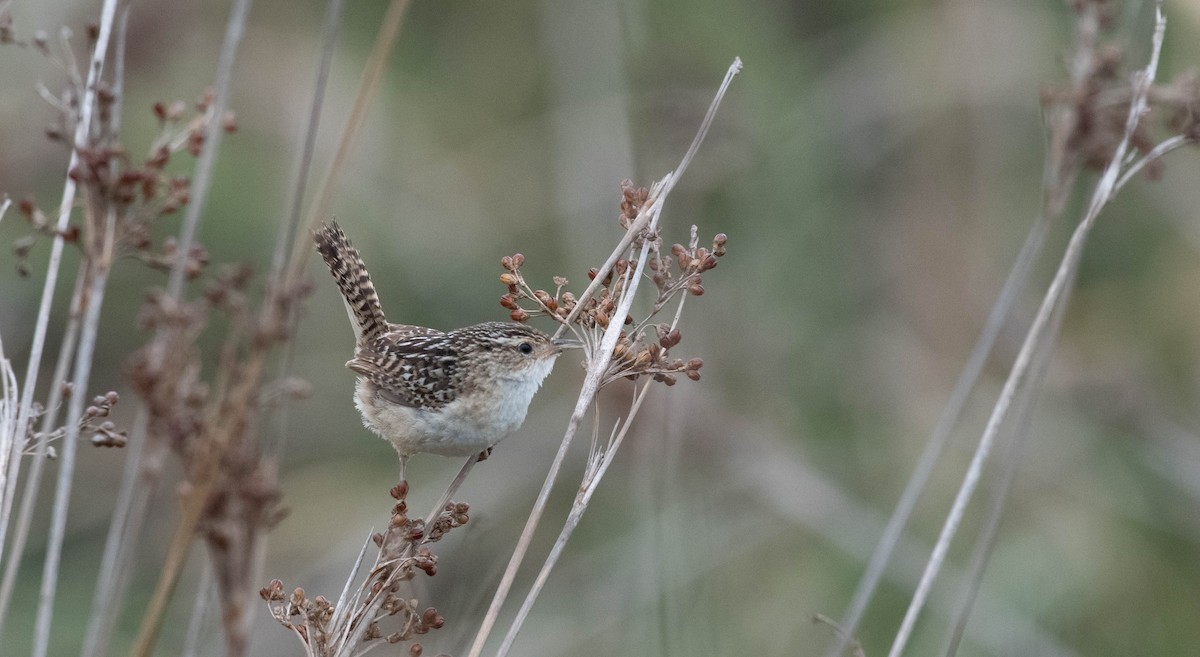 Grass Wren (Pampas) - ML531216351