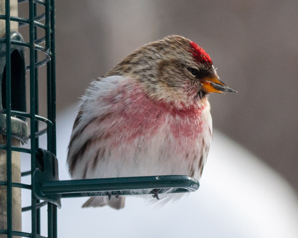 Common Redpoll - Pat Schiller