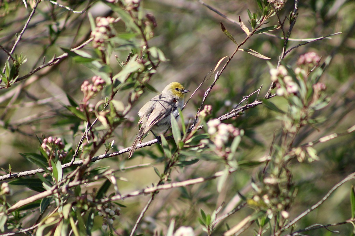 Verdin - ML531218791