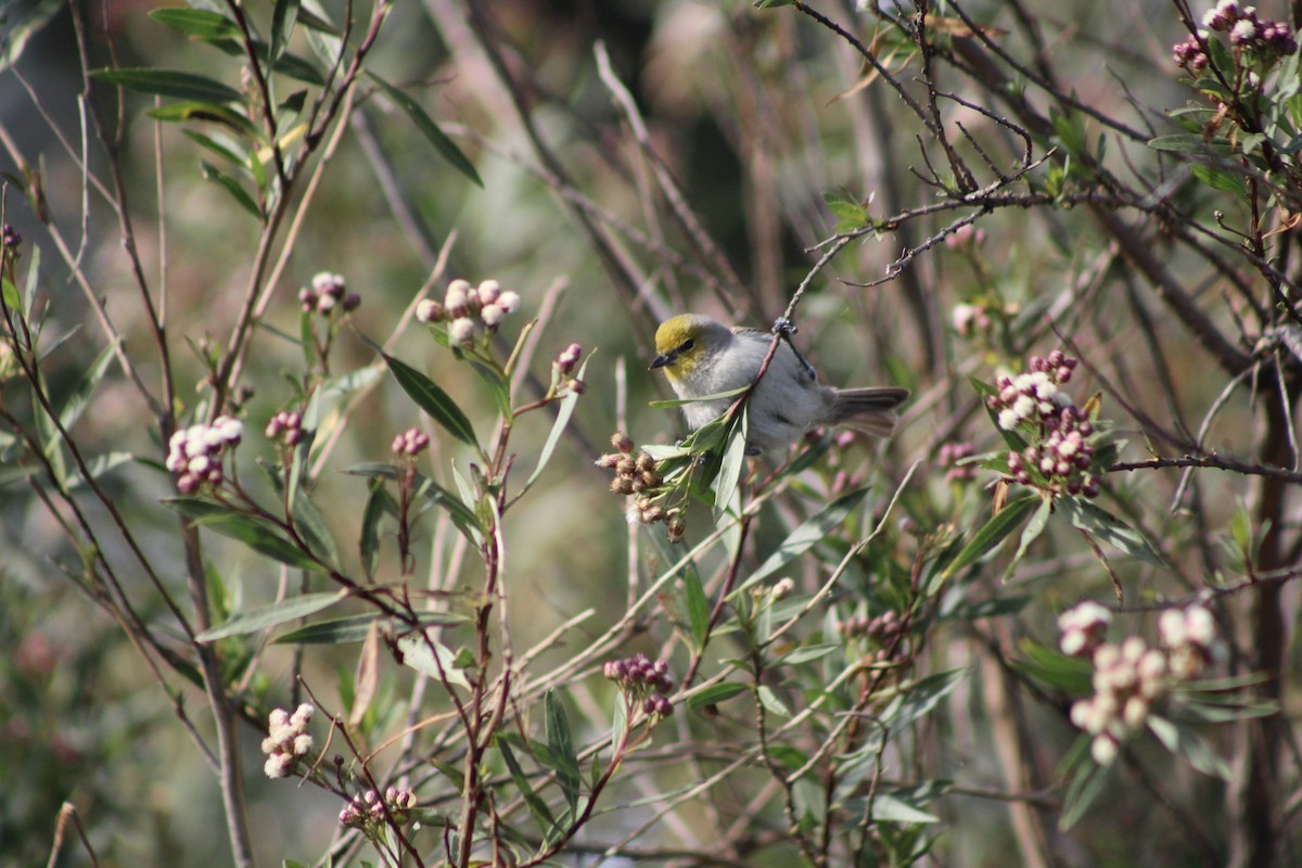 Verdin - ML531218931