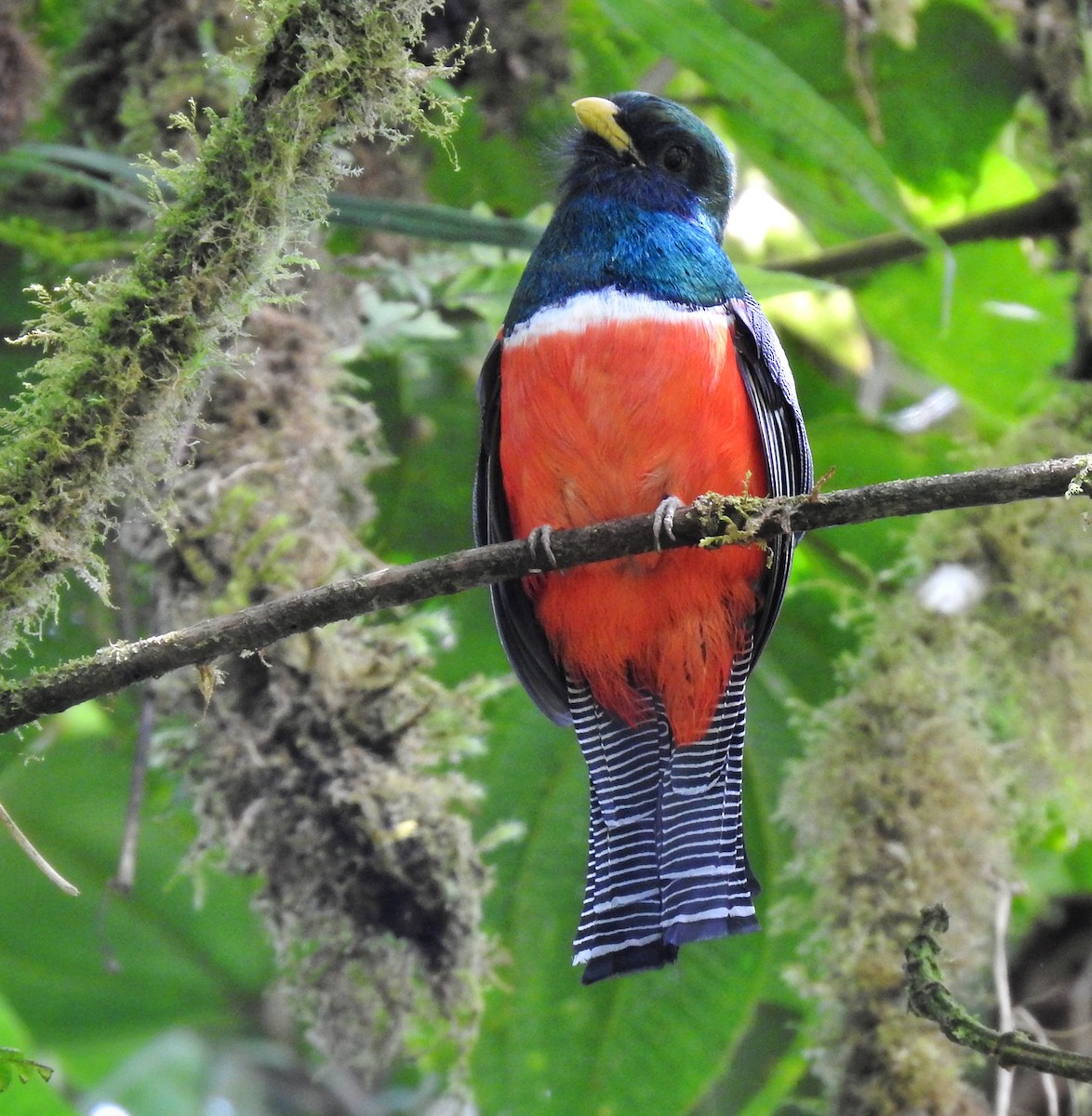 Trogon rosalba - ML531219161