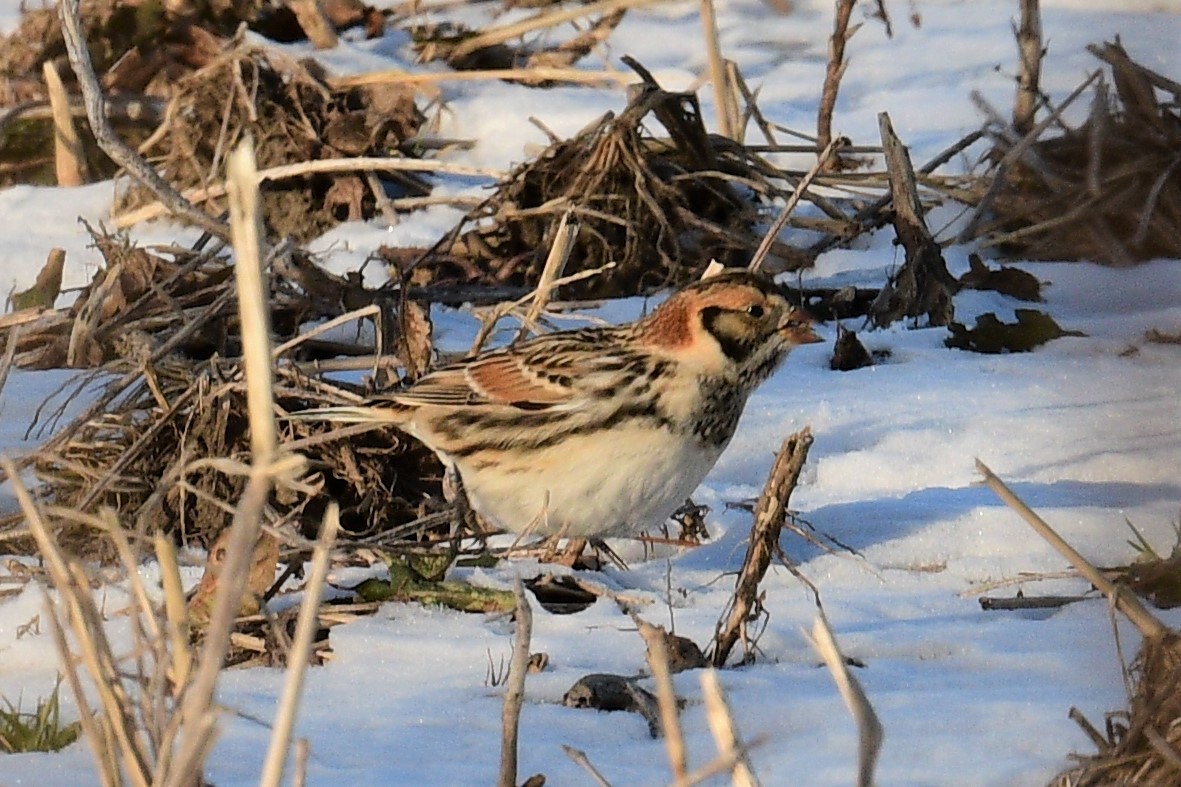 Lapland Longspur - Terri Kershaw