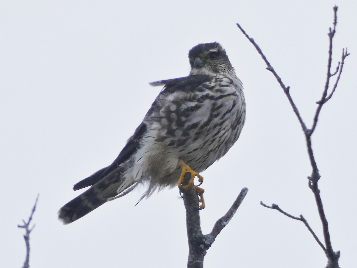 Boz Doğan (columbarius) - ML531219861