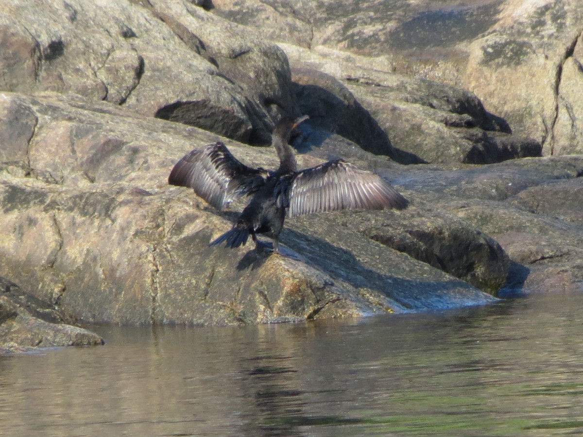 Double-crested Cormorant - ML531221471