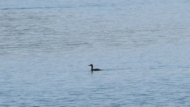 Red-necked Grebe - ML531221631