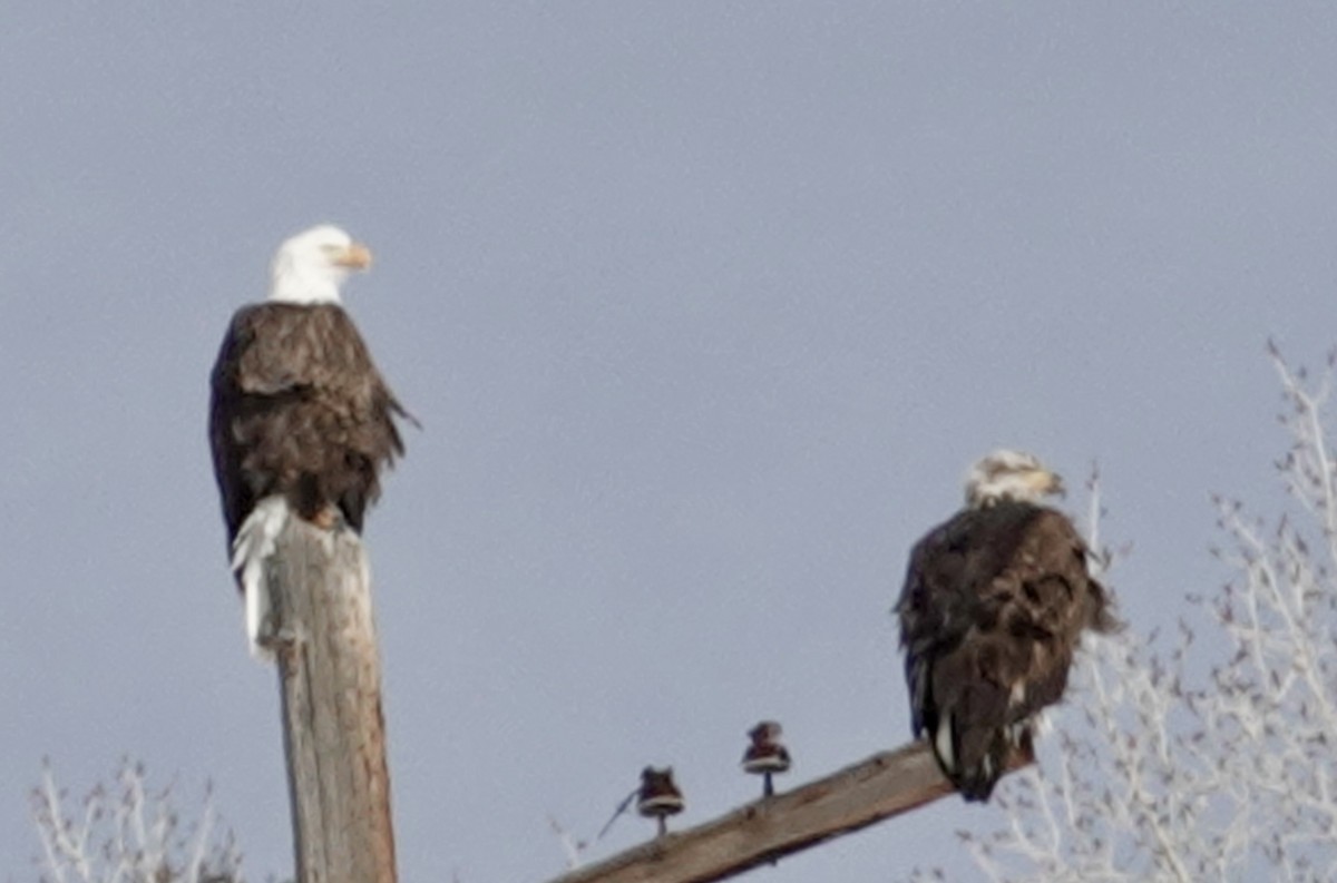 Bald Eagle - ML531221941