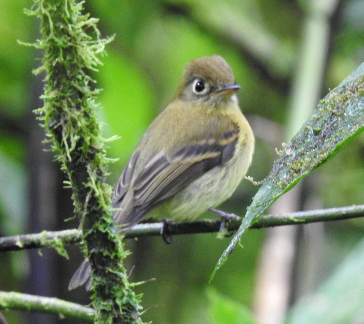 Yellowish Flycatcher - ML531222821