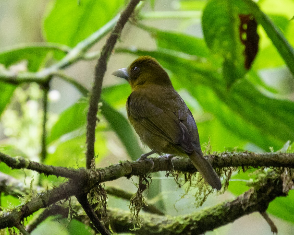 Tawny-crested Tanager - ML531223831