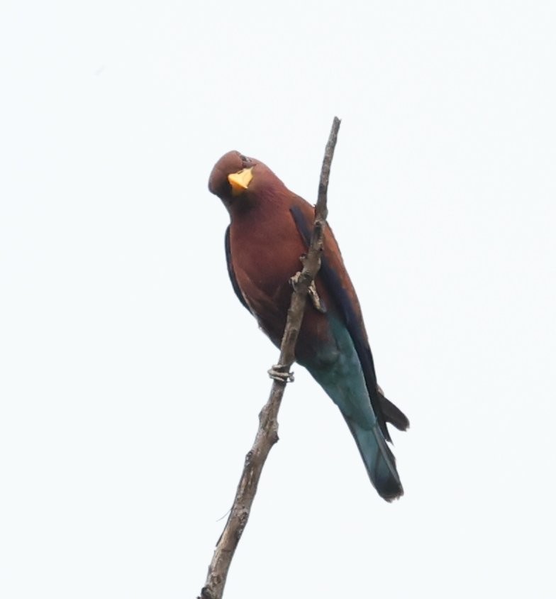 Broad-billed Roller (Madagascar) - Wendy Howes