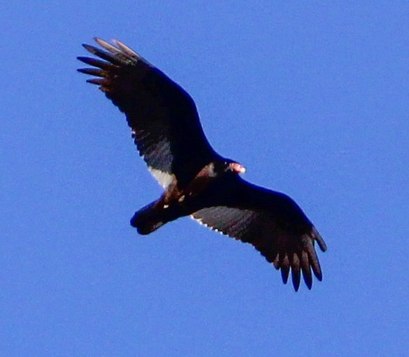 Turkey Vulture - ML531224421