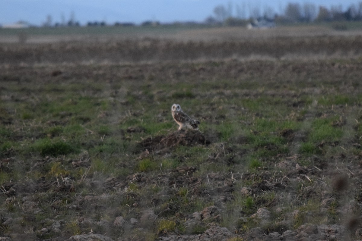 Short-eared Owl - ML53122461