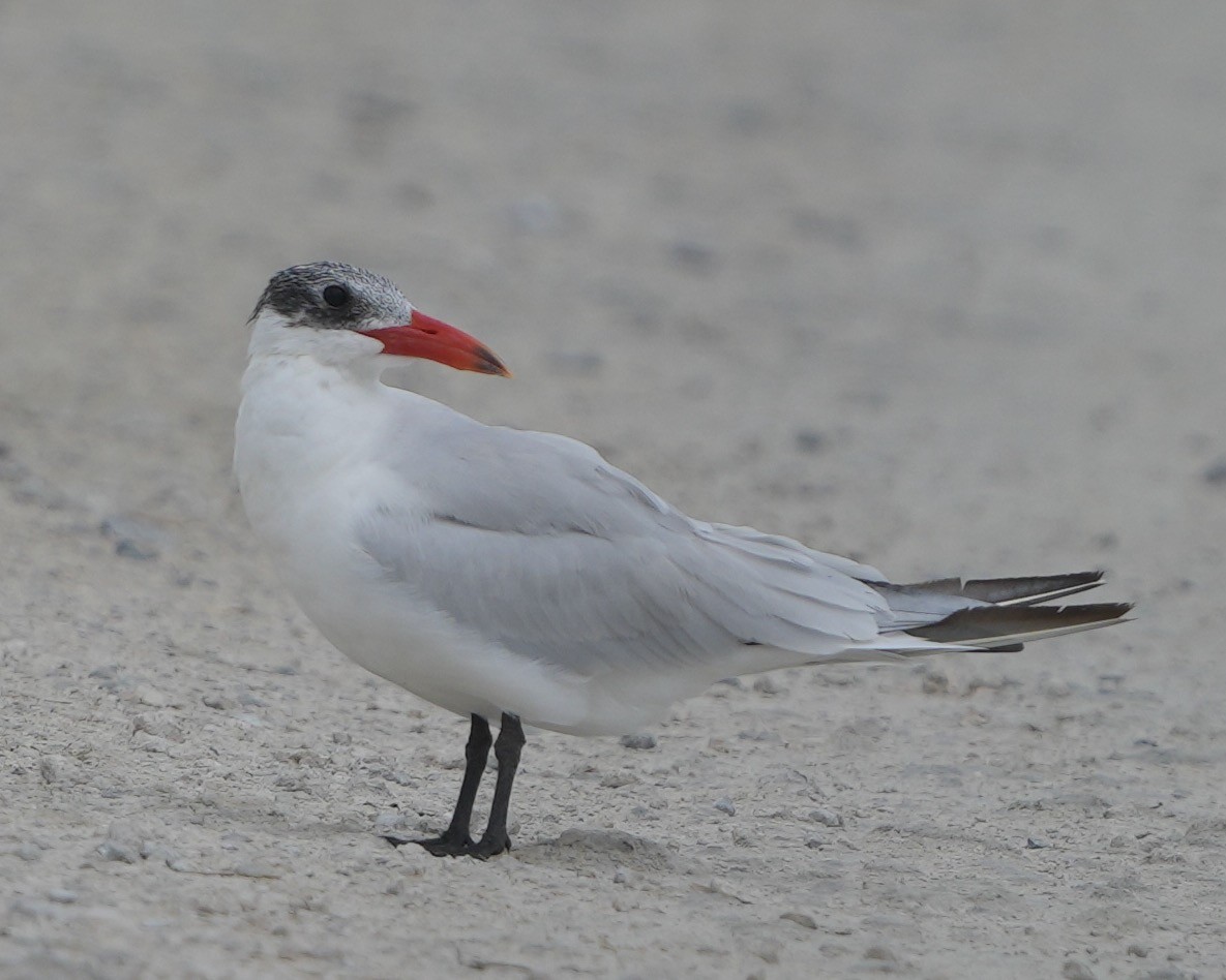 Caspian Tern - Gloria Markiewicz