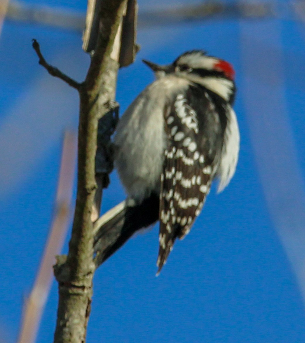 Downy Woodpecker - ML531225181